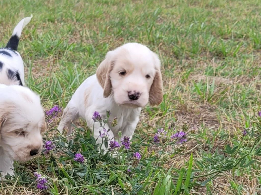 De La Trufa La Pena - Chiots disponibles - Cocker Spaniel Anglais