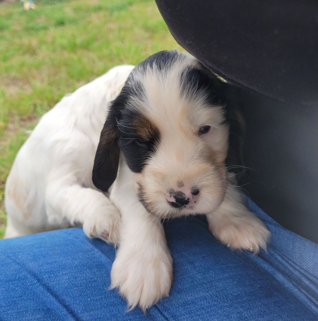 De La Trufa La Pena - Chiots disponibles - Cocker Spaniel Anglais